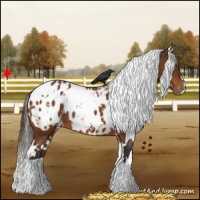 Horse Color:White Spotted Buckskin Blanket 
