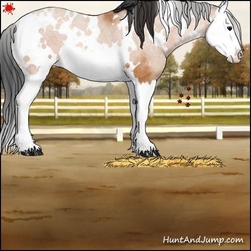 Horse Color:White Spotted Bay Splash Rabicano 