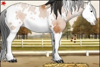 Horse Color:White Spotted Bay Splash Rabicano 
