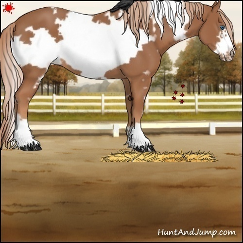 Horse Color:White Spotted Chestnut Frame 