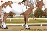 Horse Color:White Spotted Chestnut Frame 