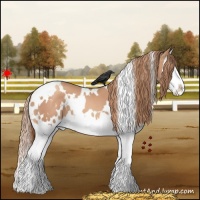 Horse Color:White Spotted Gold Champagne Splash 