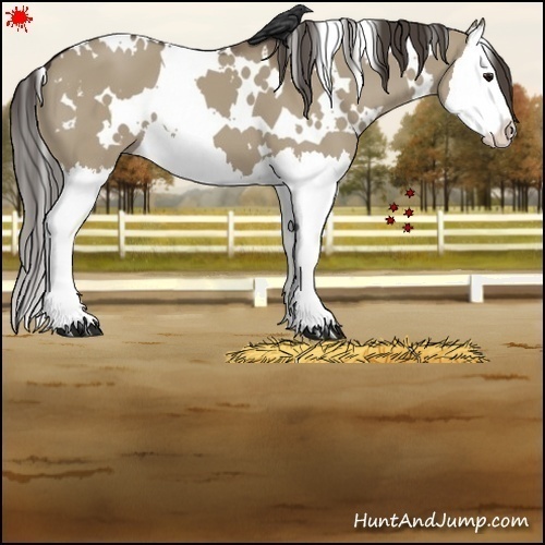 Horse Color:White Spotted Smoky Grullo Splash 