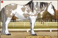 Horse Color:White Spotted Smoky Grullo Splash 