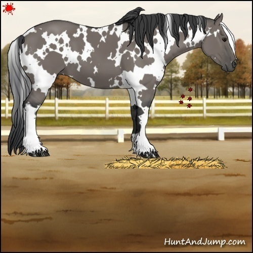 Horse Color:White Spotted Grullo 