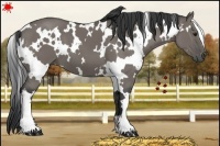 Horse Color:White Spotted Grullo