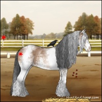 Horse Color:White Spotted Bay Dun