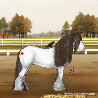 Horse Color:White Spotted Liver Chestnut Near Fewspot