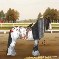Horse Color:White Spotted Bay Appaloosa Rabicano