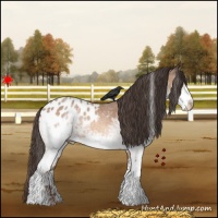 Horse Color:White Spotted Amber Champagne Appaloosa