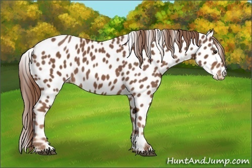 Horse Color:Chestnut Appaloosa 
