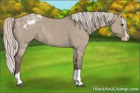 Horse Color:Silver Grullo Splash Appaloosa Rabicano 