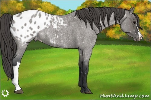 Horse Color:Grullo Roan Blanket Rabicano