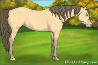 Horse Color:Amber Cream Champagne 