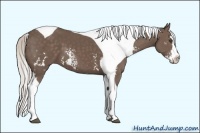 Horse Color:White Spotted Silver Black Splash Tobiano Frame 