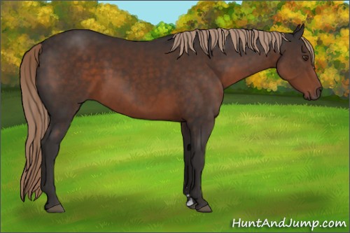 Horse Color:Liver Chestnut Sabino 
