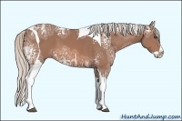 Horse Color:White Spotted Silver Bay Ice Splash Tobiano 