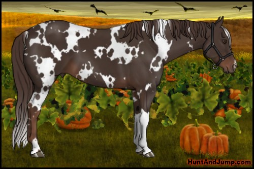 Horse Color:White Spotted Liver Chestnut 