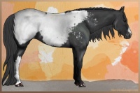 Horse Color:Black Mushroom Near Fewspot 