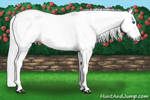 Horse Color:Gray Chestnut Frame 