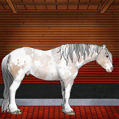 Horse Color:White Spotted Bay Sabino 