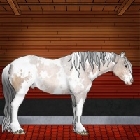 Horse Color:White Spotted Bay Sabino