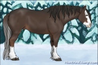 Horse Color:Liver Chestnut Sabino Splash