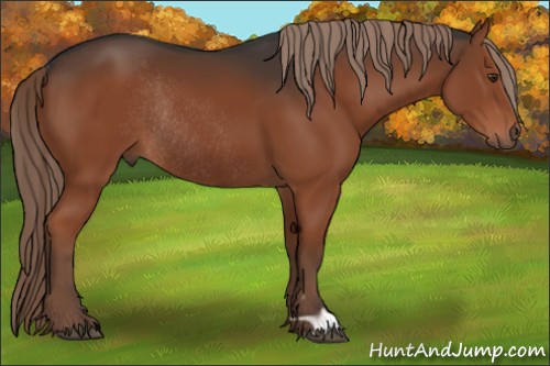 Horse Color:Liver Chestnut Rabicano 