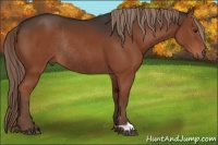 Horse Color:Liver Chestnut Rabicano