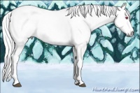 Horse Color:Liver Chestnut Chinchilla Sabino 