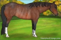 Horse Color:Bay Rabicano 