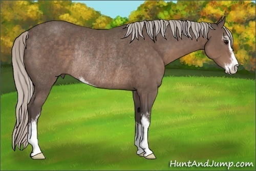 Horse Color:Silver Black Sabino Rabicano 