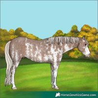 Horse Color:Silver Black Sabino Rabicano 