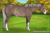 Horse Color:Silver Black Sabino Rabicano