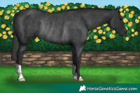 Horse Color:Black Rabicano 