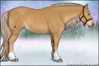 Horse Color:Palomino