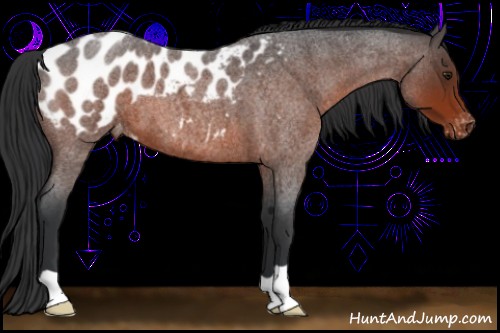 Horse Color:Bay Roan Appaloosa 