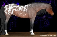 Horse Color:Bay Roan Appaloosa 
