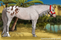 Horse Color:Liver Chestnut Appaloosa 