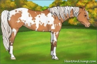 Horse Color:White Spotted Silver Buckskin Appaloosa