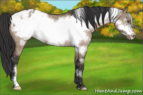 Horse Color:Brown Dun Frame Blanket
