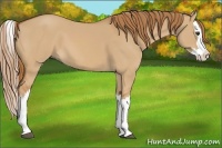 Horse Color:Red Dun Splash 
