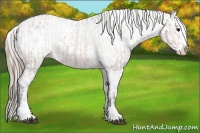 Horse Color:Bay Splash Tobiano Appaloosa  and Silver Bay Splash Tobiano Appaloosa 