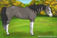 Horse Color:Grullo Sabino Splash  and Grullo Sabino Splash 