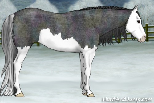 Horse Color:Midnight Blue Ice Roan Splash