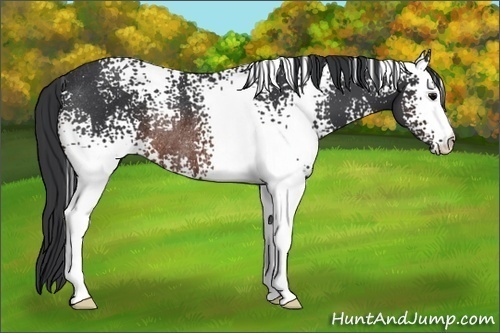 Horse Color:White Spotted Brown Rabicano 