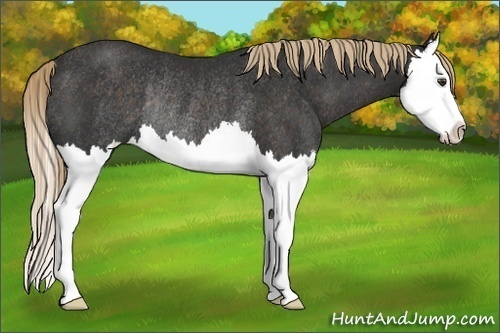 Horse Color:Liver Chestnut Splash Rabicano 
