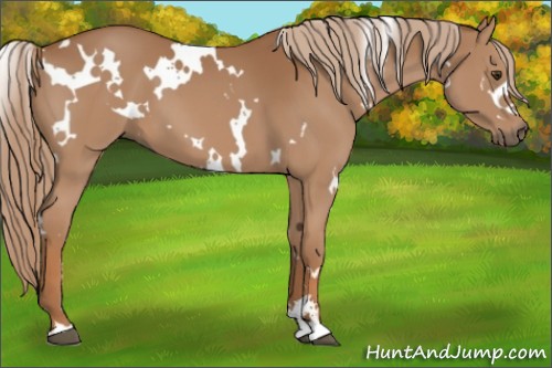Horse Color:White Spotted Chestnut Sabino