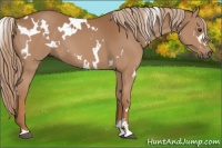 Horse Color:White Spotted Chestnut Sabino