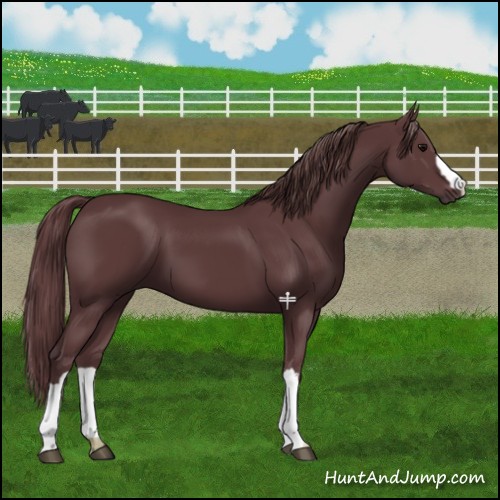 Horse Color:Chocolate Black
